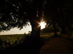 bright sun through the crowns of a large tree