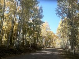 Road in the country