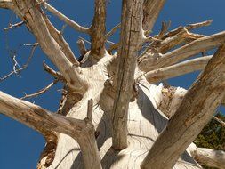 tree like driftwood