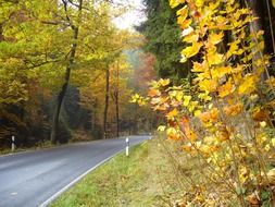 road through the autumn forest to kirnitzschtal