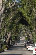 street trees tunnel