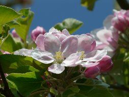 apple flowers close-up on blurred background