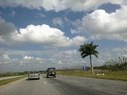 palm tree near the road with cars