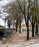 trees along road at winter in city, italy, lucca