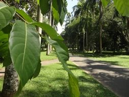 green trees near the road in sri lanka