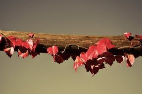 bright beautiful red leaves close-up