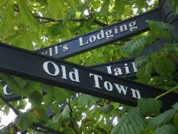 street signs in the foliage of a tree