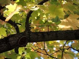 branch with yellow and green leaves
