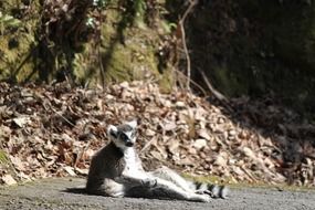 during a break in the zoo