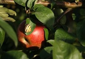 Snail on the apple tree leaf