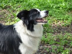 black and white thoroughbred doggy