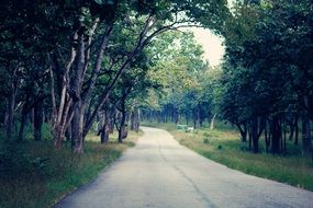 wide road through the forest
