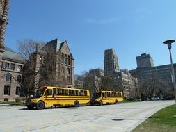 two long yellow buses on street, canada, toronto