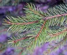 spruce branches close-up on blurred background