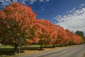 orange autumn trees along the road