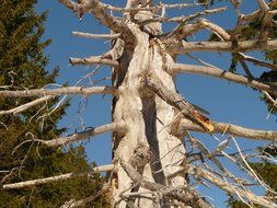 dead knotted tree in the forest