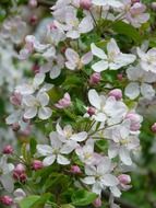 apple white blossoms tree