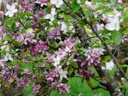 apple blossom with green leaves