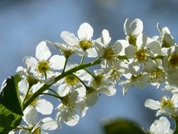 white flowers of bird cherry closeup