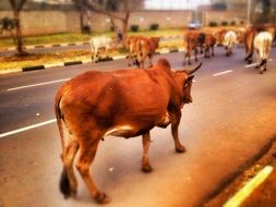 herd of cows on the road