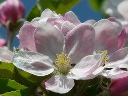 pink flowers of apple tree close up