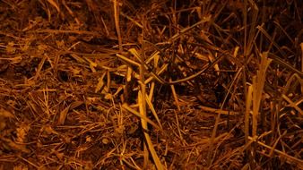 dry autumn grass