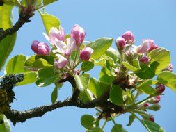 apple tree branch with flowers against blue sky