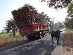 truck with sugarcane on the road in india