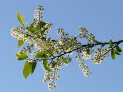 blooming cherry branch on the background of blue sky