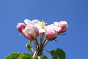 flower buds of apple trees against the sky