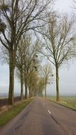 trees along a straight road