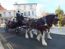 traditional cart with thoroughbred horses on a county town street
