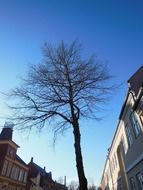 solitary tree on a street