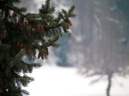 branch winter pine