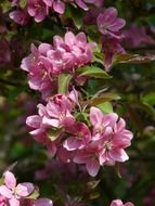 flowering branch of apple tree
