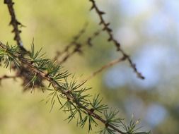 fir needles branch on the road