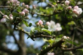 apple blossom closeup