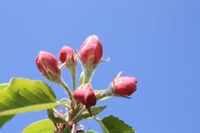 apple blossom little bud