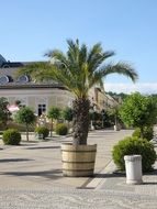 palm tree in a large wooden pot on the sunny promenade