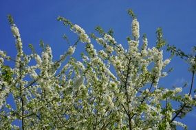 cherry blossom on a windy day