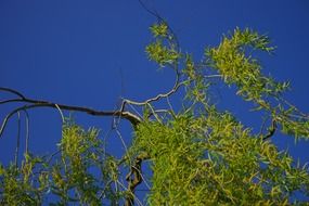 willow branches with green leaves at sky