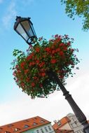 beautiful colorful basket with flower