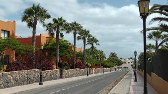 Landscape of palm trees on a road