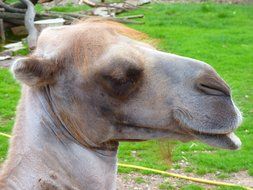 head of a camel on a green background close-up