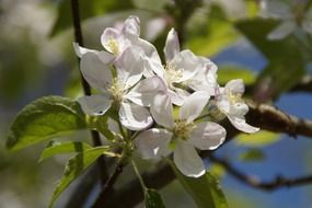 white flowers on the branch of an apple tree