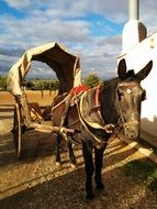 Horse with carriage