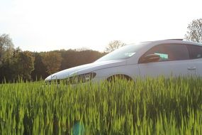 White Volkswagen among the green grass in the sun
