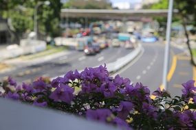 view of city traffic through the flowers