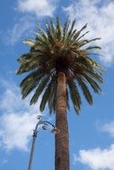palm against the sky