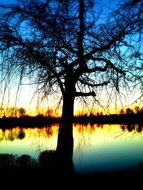 Bare tree near the water